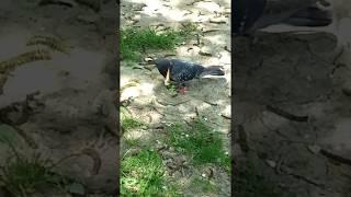 Король голубей,голубь прикол. King of pigeons, dove funny.