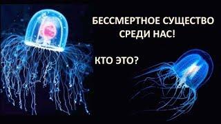 Бессмертное существо среди нас  Кто это?