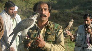 Teetar ka Shikar. Goshawking and Falconry. Falconers of Jand, Attock.