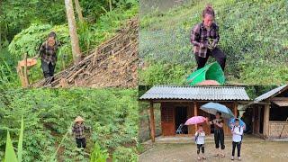Daily life of a single mother taking care of cassava garden and growing fruit trees. DANG THI DU