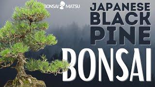 Japanese Black Pine Autumn Maintenance