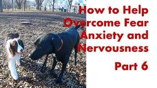 Part 6 - How to Help a Dog Overcome their Fear, Anxiety and Nervousness Issues