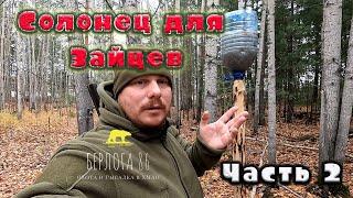 Солонец на зайцев !! Прошла неделя !! Посмотрим !!