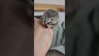 Новорожденный котенок кошки Хлои очень крикливый, громко мяукает  #котята