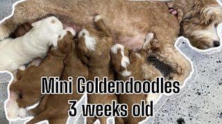 Our Mini Goldendoodle Litter is 3 Weeks Old | MillieXDave Litter of 5