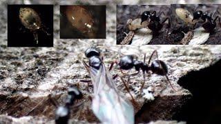 Ant L. fuliginosus: Winged alates and insect/mite nest cohabitants