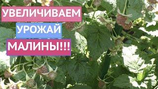 КАК ПОЛУЧИТЬ ГИГАНТСКИЙ УРОЖАЙ МАЛИНЫ! МОИ ПРАВИЛА ЛЕТНЕГО УХОДА!