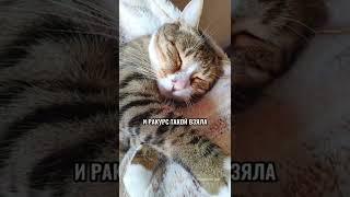 У КОТА ПОРОСЯЧИЙ НОС? #shorts #котики