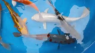 Unpacking Yoshikigoi Koi Carp July 2023
