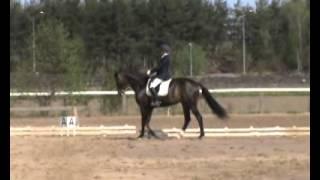 Dressage horse for sale. New service Private Premiere Samba Queen (Sir Donnerhall x Lord Liberty)