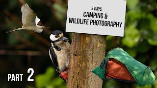 Wildlife Photography & Camping | 3 Days in The Avalon Marshes, Somerset Levels | Part 2