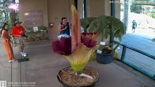 2019 Corpse Flower Time Lapse: The Huntington