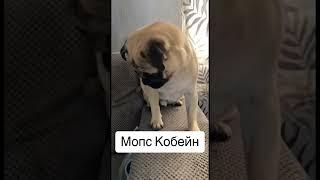 Мопс Кобейн #мопс #pug #puglife #mops #nirvana #kurtcobain