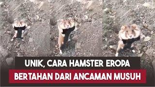 UNIK, Cara Hamster Eropa Bertahan Dari Ancaman Musuh