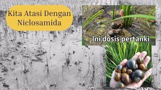 Mengatasi Hama Keong di Sawah dengan insektisida seldene