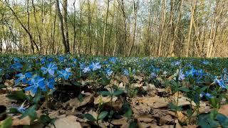 #Футаж подснежники в ранней весне ◄4K•HD► #Footage snowdrops in early spring