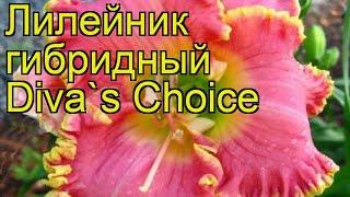 Лилейник гибридный Дива Чойс. Краткий обзор, описание характеристик hemerocallis Diva's Choice