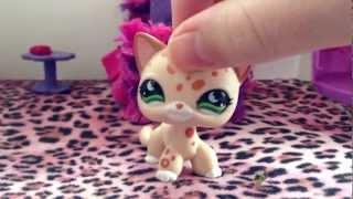 Littlest pet shop: The Diabetes dilemma (Part 1)