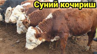 Молларни суний йул билан уруглантириш