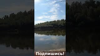 Поклёвка с отстрелом - что там за рыба?