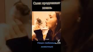 Осторожно, очень смешные котики! #shorts