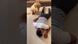 Subscribe for more videos #goldenretriever #reggie #doglover #trending #trendingshorts #viral #dog