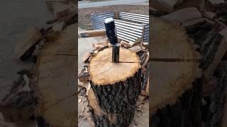 Log Splitting #shorts #firewood #wood #log #wedge #sledgehammer #homesteading #homestead #oak