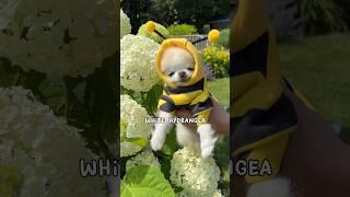 Beedric’s flower ratings  #dog #chihuahua #funnydog