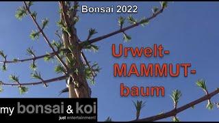 Bonsai 2022-63 - Urweltmammutbaum - Metasequoia glyptostroboides - der fossile Riese