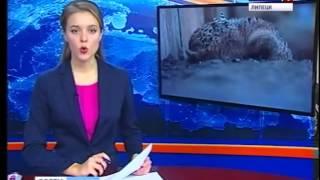 В Добринском районе развивают фазанарий