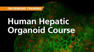 On-Demand Training: Human Hepatic Organoid Course