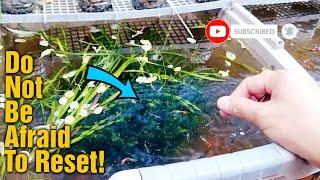 6 HABITS TO BECOME A SUCCESSFUL FISHKEEPER OF Guppy, Molly, Danios, Tetra and Any Fish!