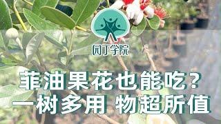 菲油果花也能吃？一树多用 物超所值