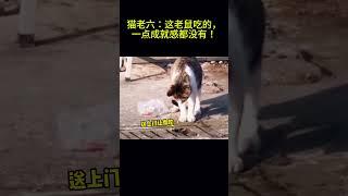 搞笑动物系列第110集 猫老六：今天说吃你就得吃你！ #搞笑 #cat #科普 #搞笑 #科普 #funny #animals #萌宠 #pets #萌宠 #萌寵 #貓咪 #萌寵 #貓咪 #宠物