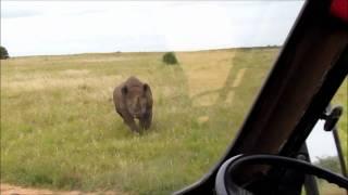 Black Rhino Charge- Addo Elephant National Park- CrissCross Adventures-Addo Tours+Safari's