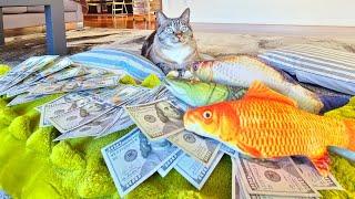 Youtube congratulations  to Murzbo cat for reaching 10,000 subscribers!  Thank You  #shorts