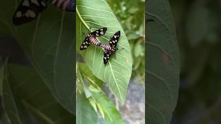 #insects #realnature #garden