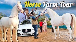 Horse Farm Tour ~ திரும்ப வந்துட்டோம்னு சொல்லு Shree Hari farms  Reentry / மார்வார் குதிரை Farm