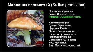 Масленок зернистый (Suillus granulatus)