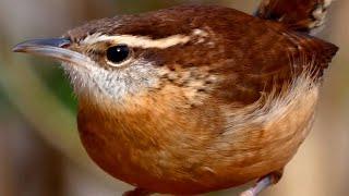 Carolina wren song / call / sounds | Bird