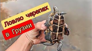 Как я охотился на черепах в Грузии