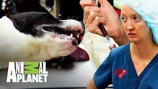 ¡Pitbull es llevado a emergencias con fiebre mortal! | Dr. Jeff, Veterinario | Animal Planet