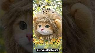 Cute Lion’s Mane Cat Hat #bestgoodstuff #petstore #cats #catlife #snapcat #cattok #catsofig #cathat