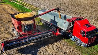 SOYBEAN HARVEST 2024 CASE IH AXIAL FLOW 7088