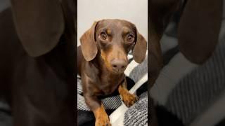 Pretty SPOILED LITTLE BABY #minidachshund #puppy #dachshundpuppy #dachshund #cutedog #cutepuppy #dog