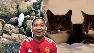 7 Fakta Menarik Tentang Kucing