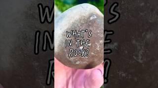 Small, simple, but brings a smile  Fossil Seashell from the Miocene of NZ #fossils #shells #shorts