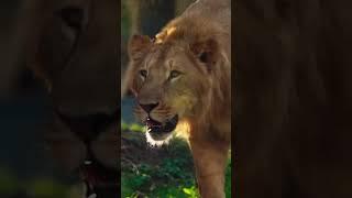 MP boosts wildlife efforts inspired by Anant Ambani #Vantara #anantdadadt #anantambanidt