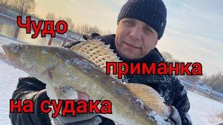 Ловля СУДАКА Зимой.Приманка которая ловит.#fishing #рыбалка #спиннинг #ловлясудака #судак #приманка