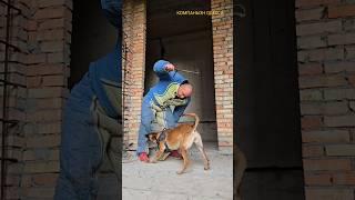 Police Dog Attack‼️#COMPANIONODESSA Belgian Shepherd Malinois Training K-9 Odessa. 2024